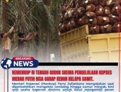 Kemenkop RI Tengah Godok Skema Pengelolaan Kopdes Merah Putih Bisa Garap Kebun Kelapa Sawit.