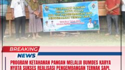 Program Ketahanan Pangan, Melalui BUMDES Karya Nyata Sukses Realisasi Pengembangan Ternak Sapi.