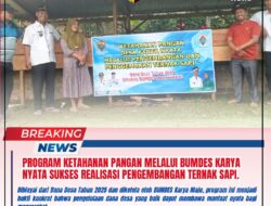 Program Ketahanan Pangan, Melalui BUMDES Karya Nyata Sukses Realisasi Pengembangan Ternak Sapi.